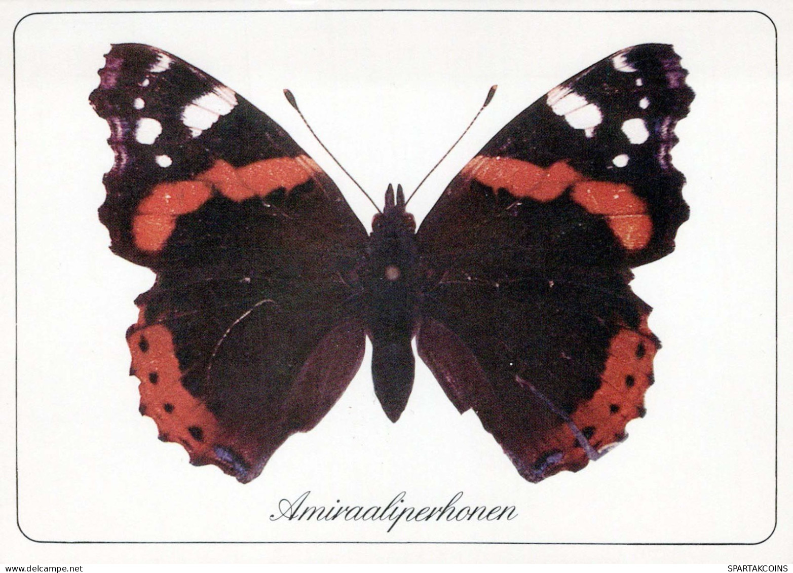 BUTTERFLIES Animals Vintage Postcard CPSM #PBS415.GB - Farfalle