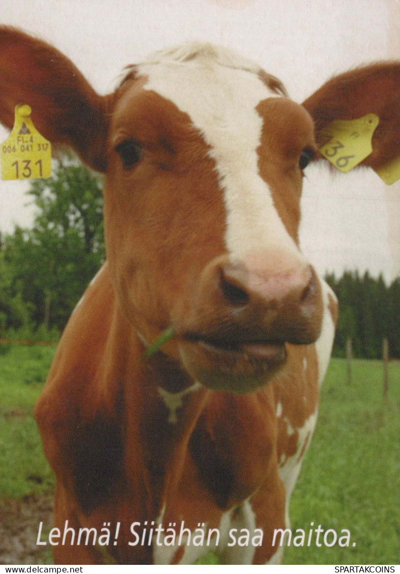 COW Animals Vintage Postcard CPSM #PBR813.GB - Koeien