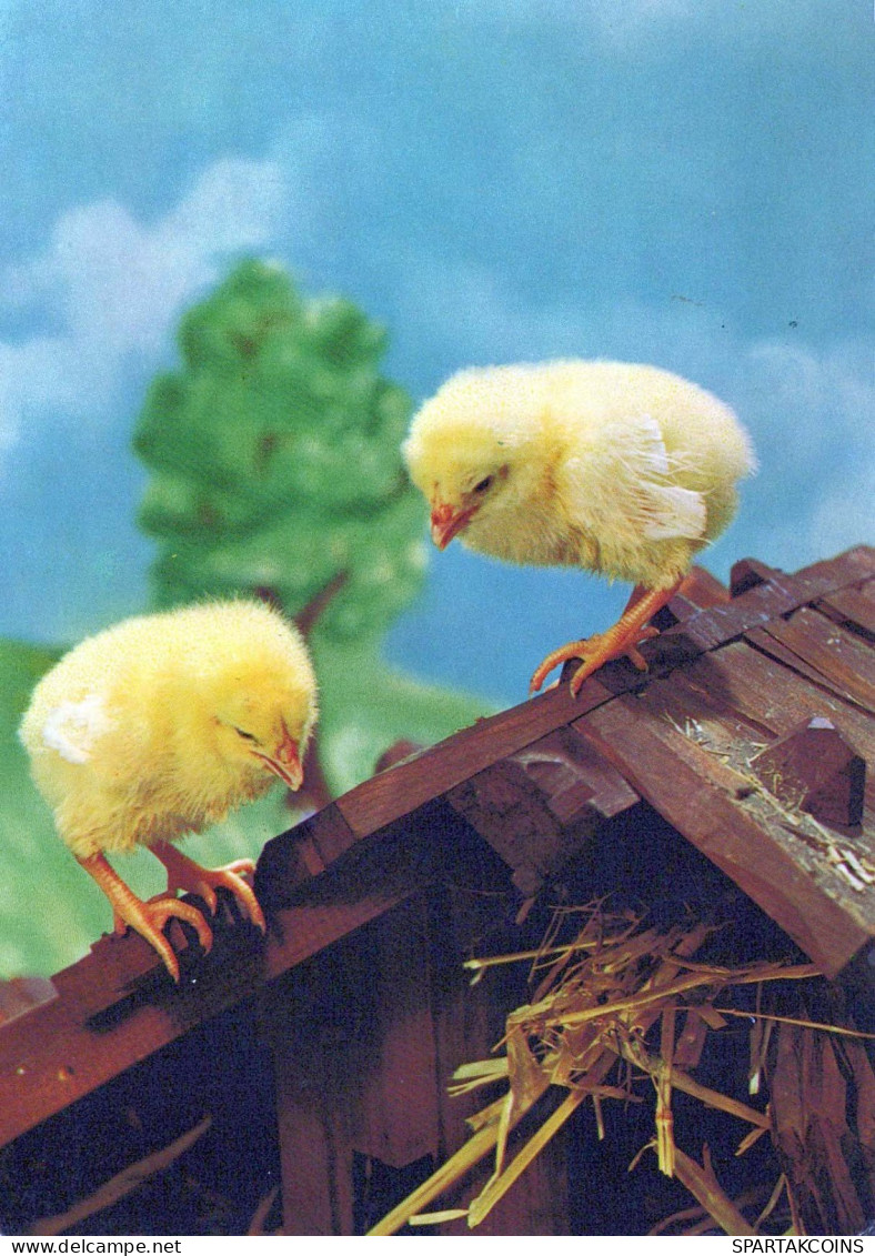 EASTER CHICKEN EGG Vintage Postcard CPSM #PBO736.GB - Easter