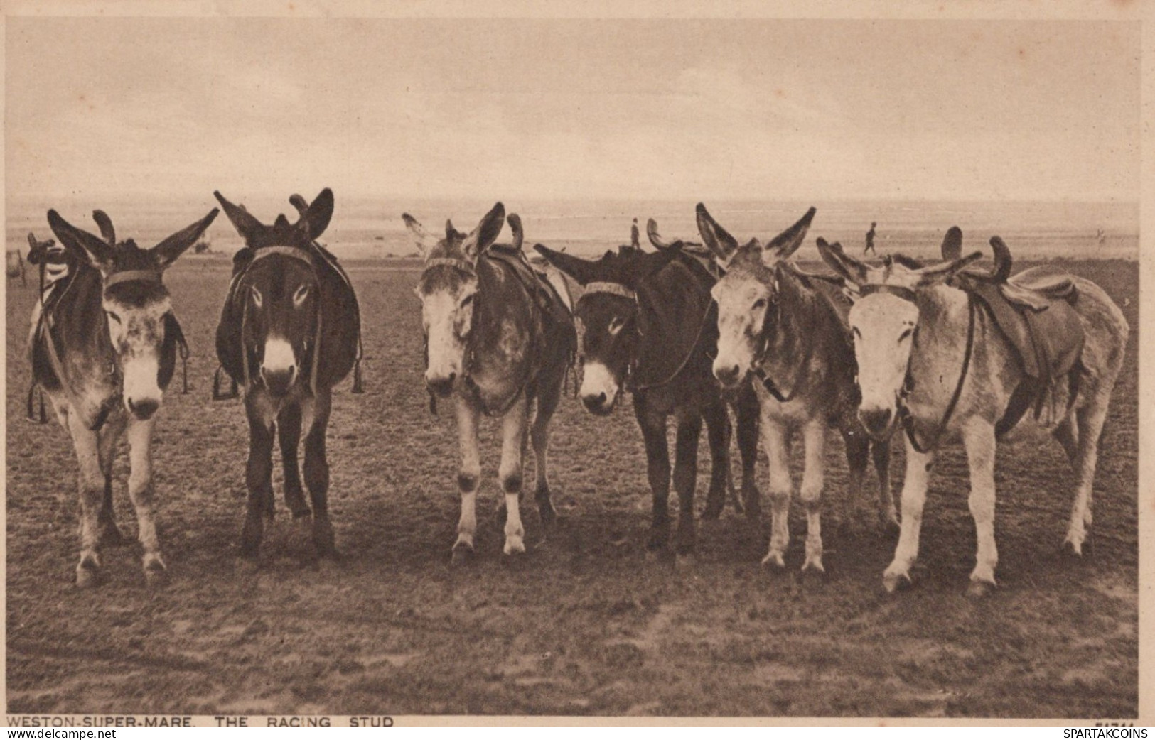 BURRO Animales Vintage Antiguo CPA Tarjeta Postal #PAA065.ES - Donkeys