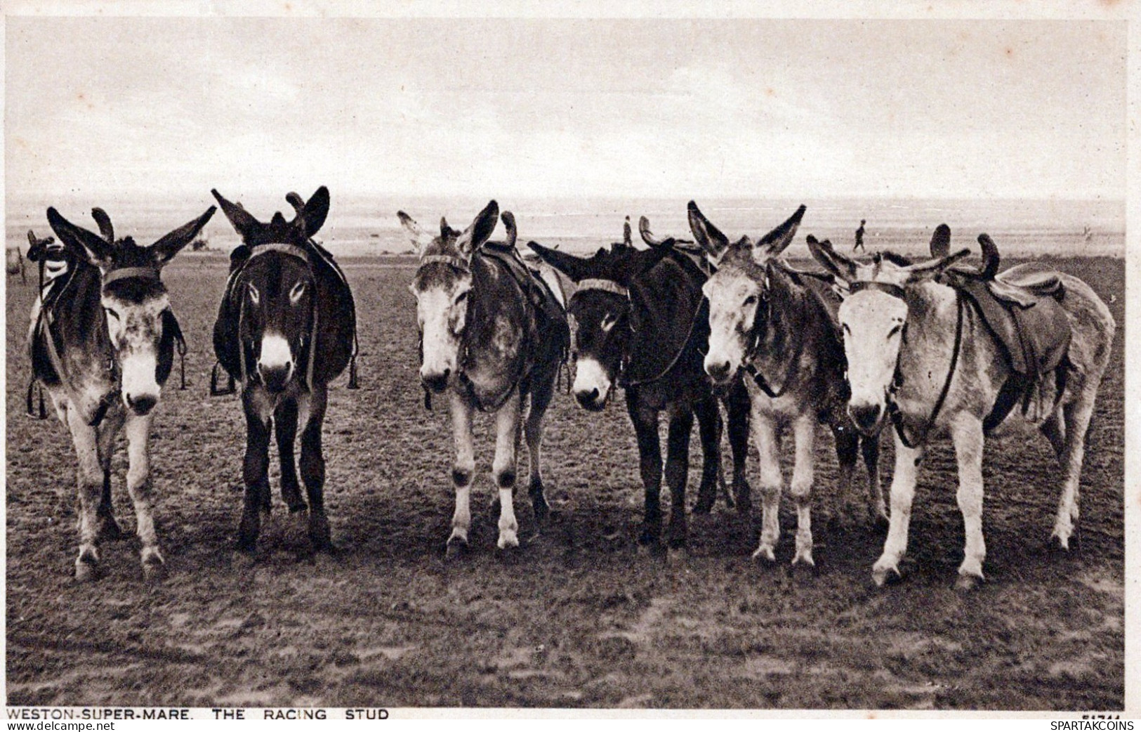 BURRO Animales Vintage Antiguo CPA Tarjeta Postal #PAA065.ES - Donkeys