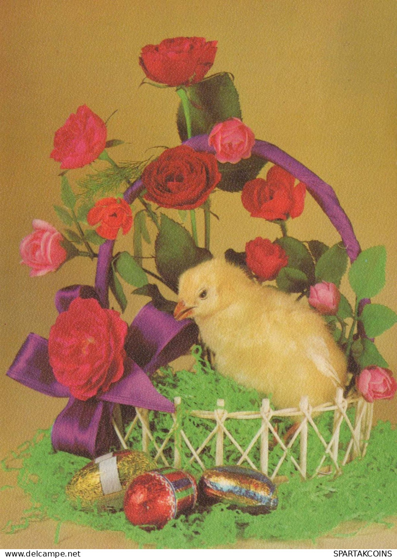 PASCUA POLLO HUEVO Vintage Tarjeta Postal CPSM #PBP116.ES - Easter