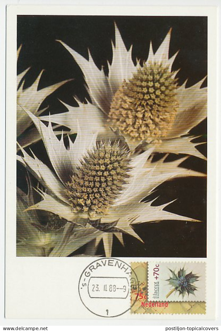 Maximum Card Netherlands 1988 Sea Holly - Arbres