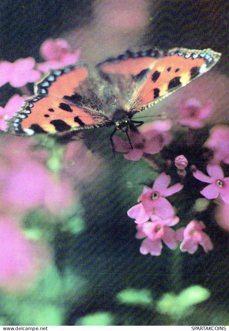 PAPILLONS Animaux Vintage Carte Postale CPSM #PBS417.FR - Butterflies