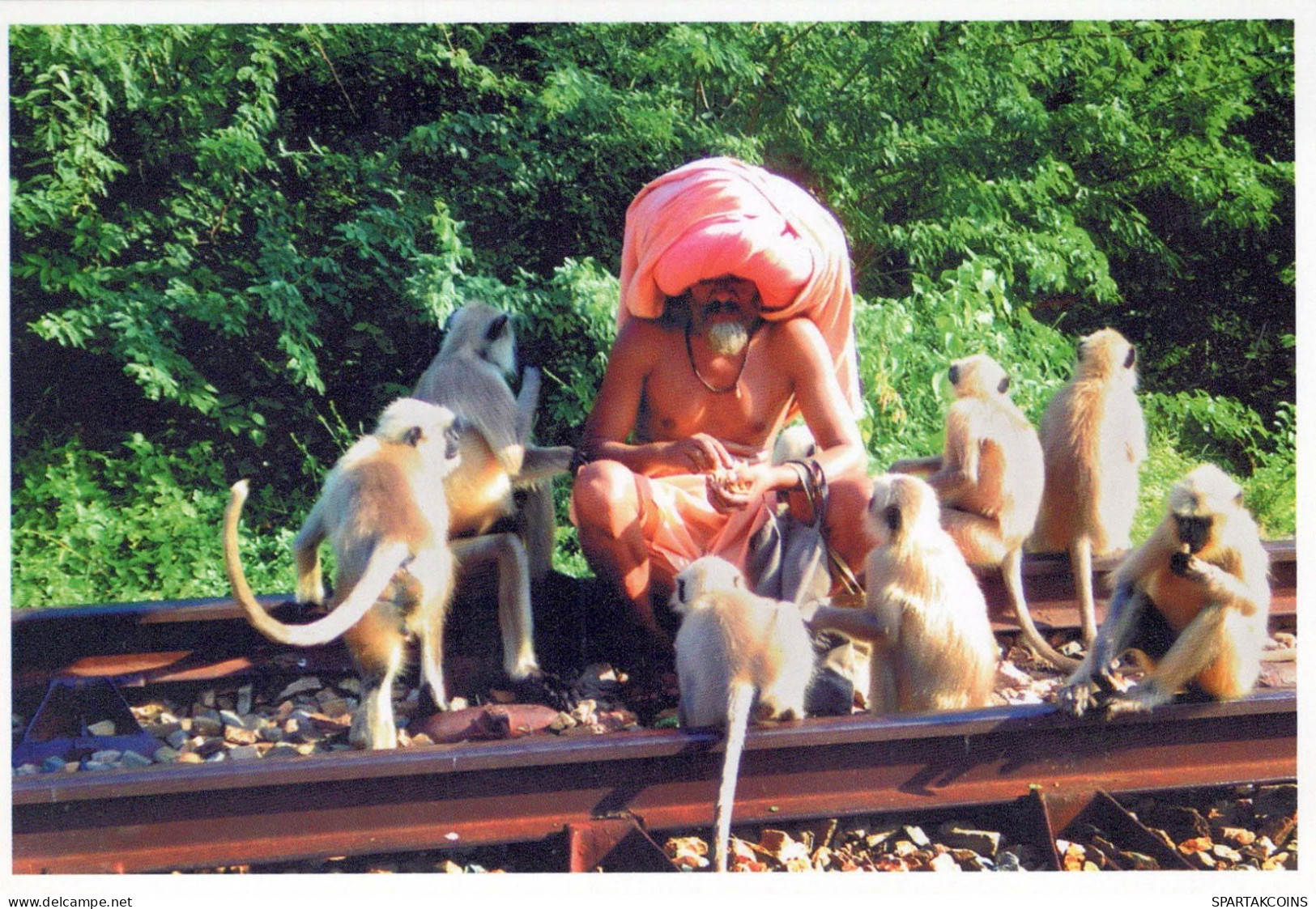 SINGE Animaux Vintage Carte Postale CPSM #PBR967.FR - Monos