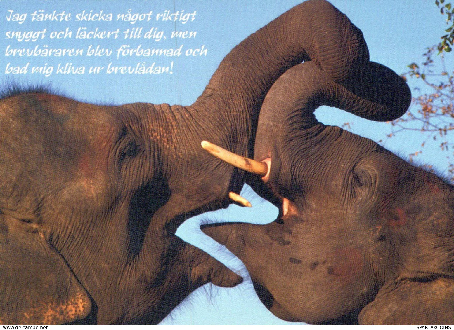 ÉLÉPHANT Animaux Vintage Carte Postale CPSM #PBS735.FR - Éléphants