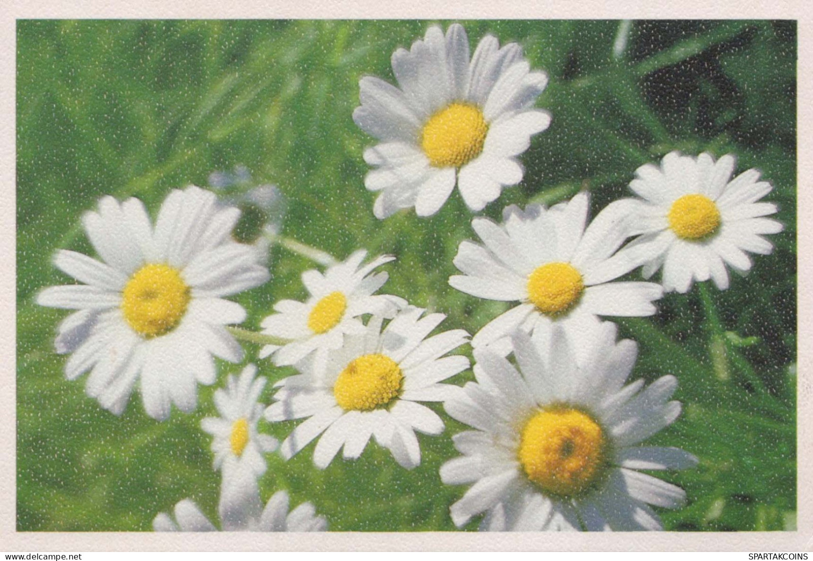 FLEURS Vintage Carte Postale CPSM #PAR682.FR - Blumen