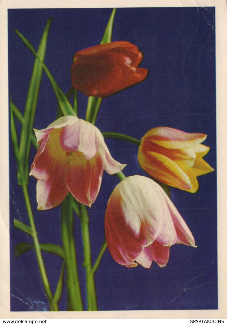 FLEURS Vintage Carte Postale CPSM #PAR442.FR - Blumen