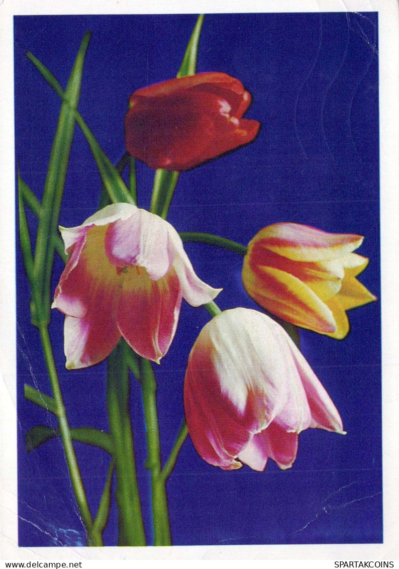 FLEURS Vintage Carte Postale CPSM #PAR442.FR - Blumen