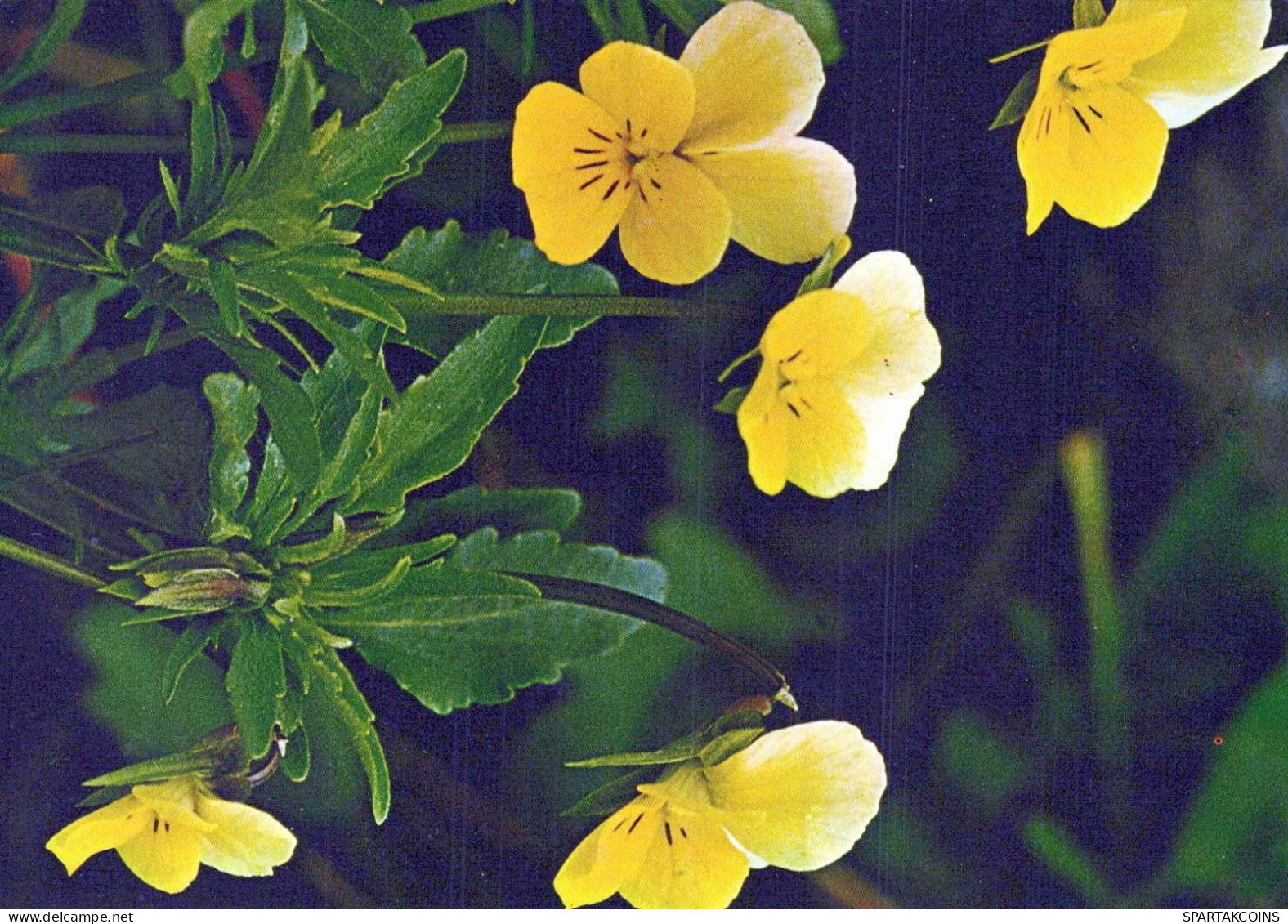 FLOWERS Vintage Ansichtskarte Postkarte CPSM #PBZ211.DE - Blumen
