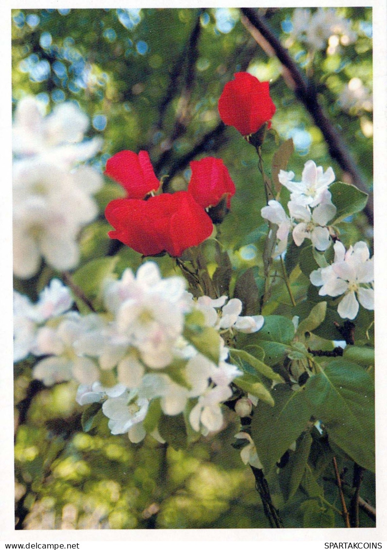 FLOWERS Vintage Ansichtskarte Postkarte CPSM #PBZ511.DE - Blumen