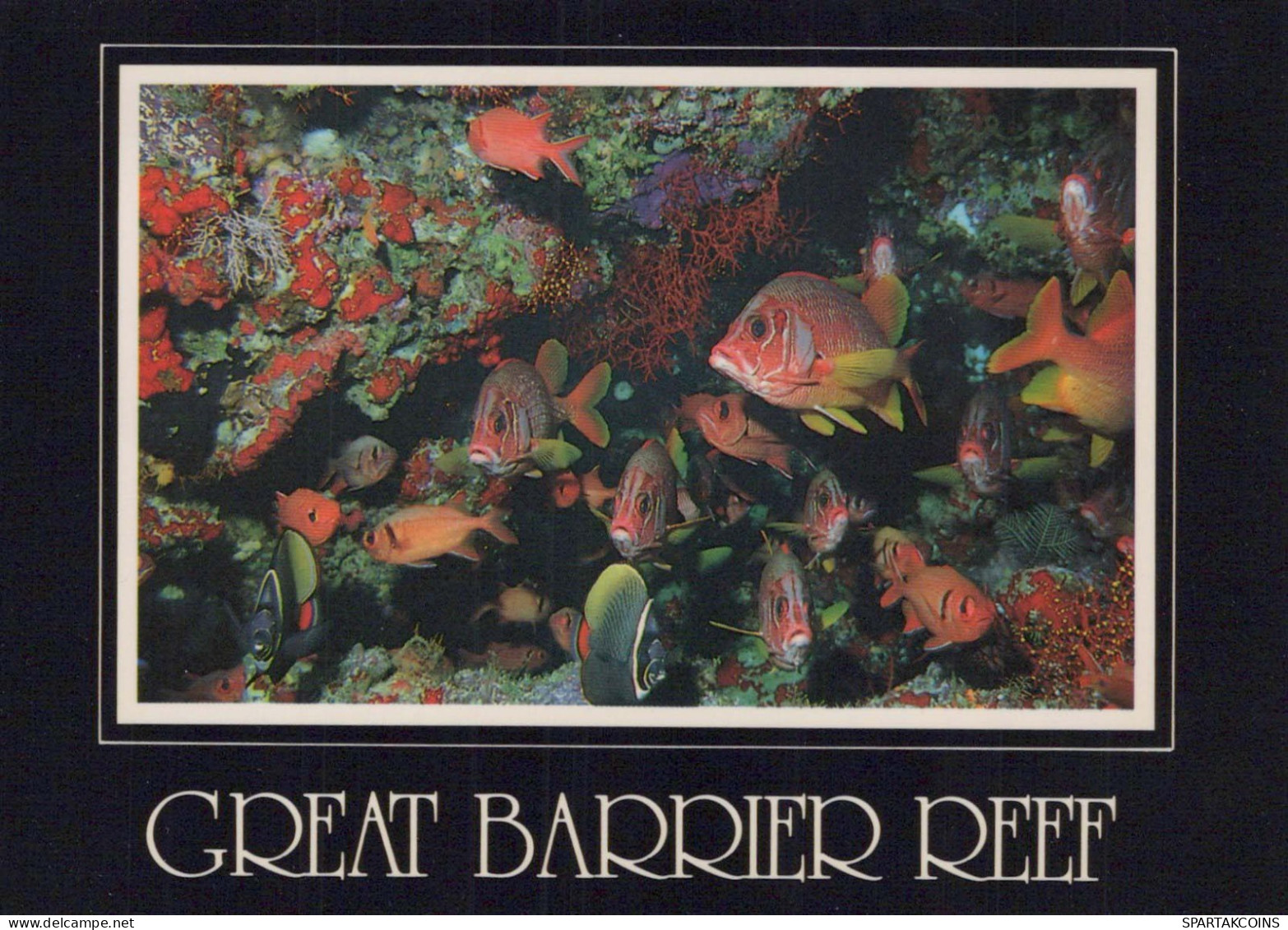 FISCH Tier Vintage Ansichtskarte Postkarte CPSM #PBS877.DE - Fische Und Schaltiere