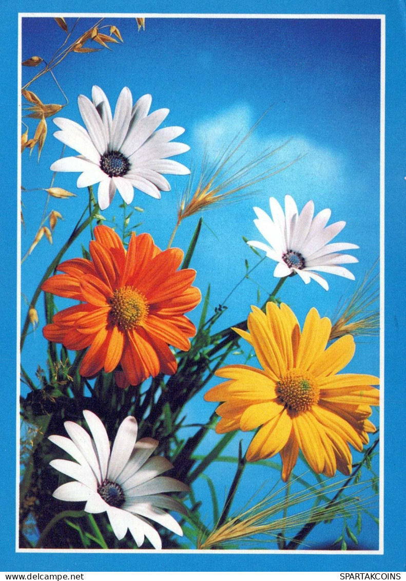 FLOWERS Vintage Ansichtskarte Postkarte CPSM #PAS464.DE - Blumen