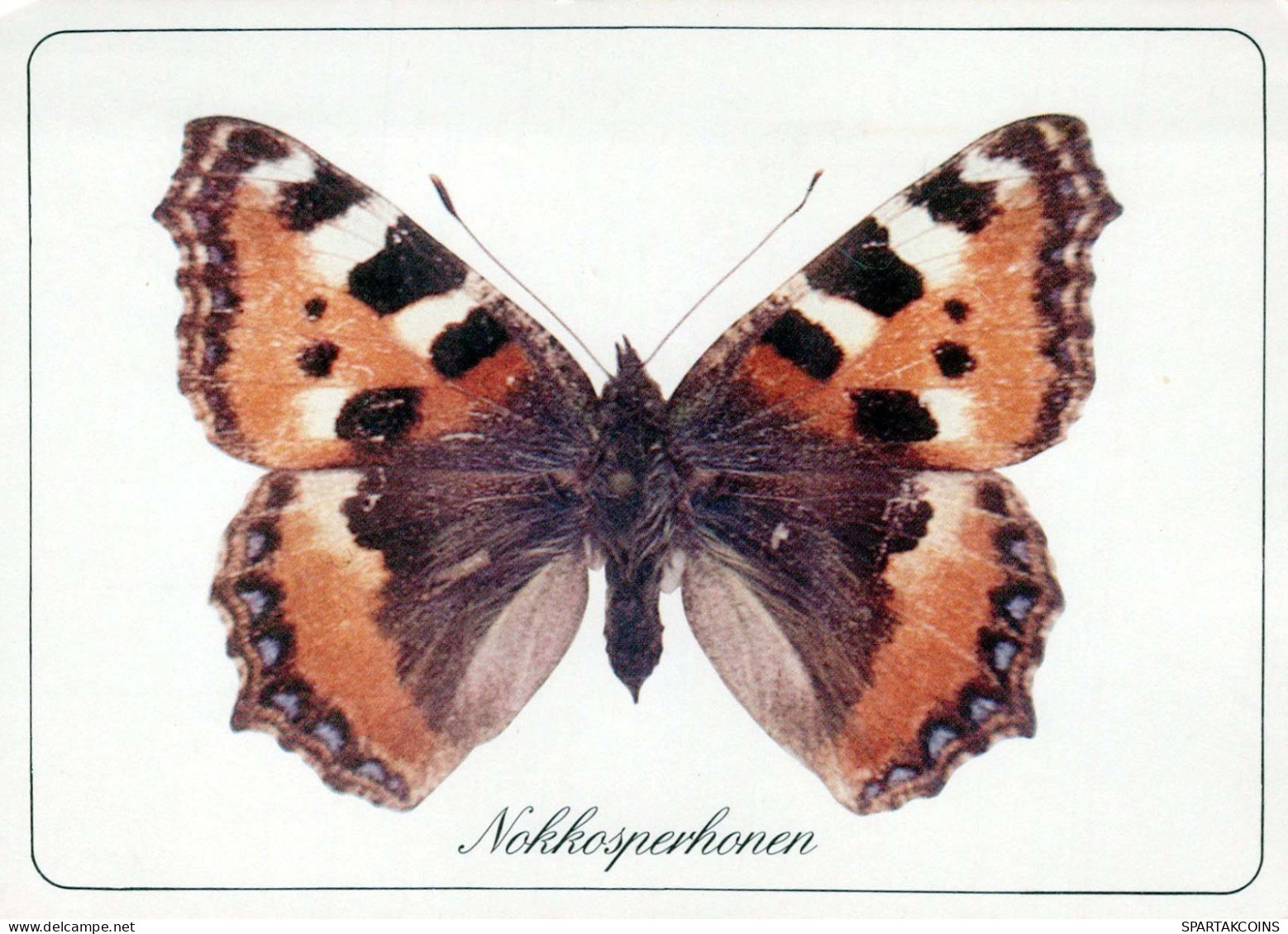 FARFALLA Animale Vintage Cartolina CPSM #PBS419.IT - Mariposas