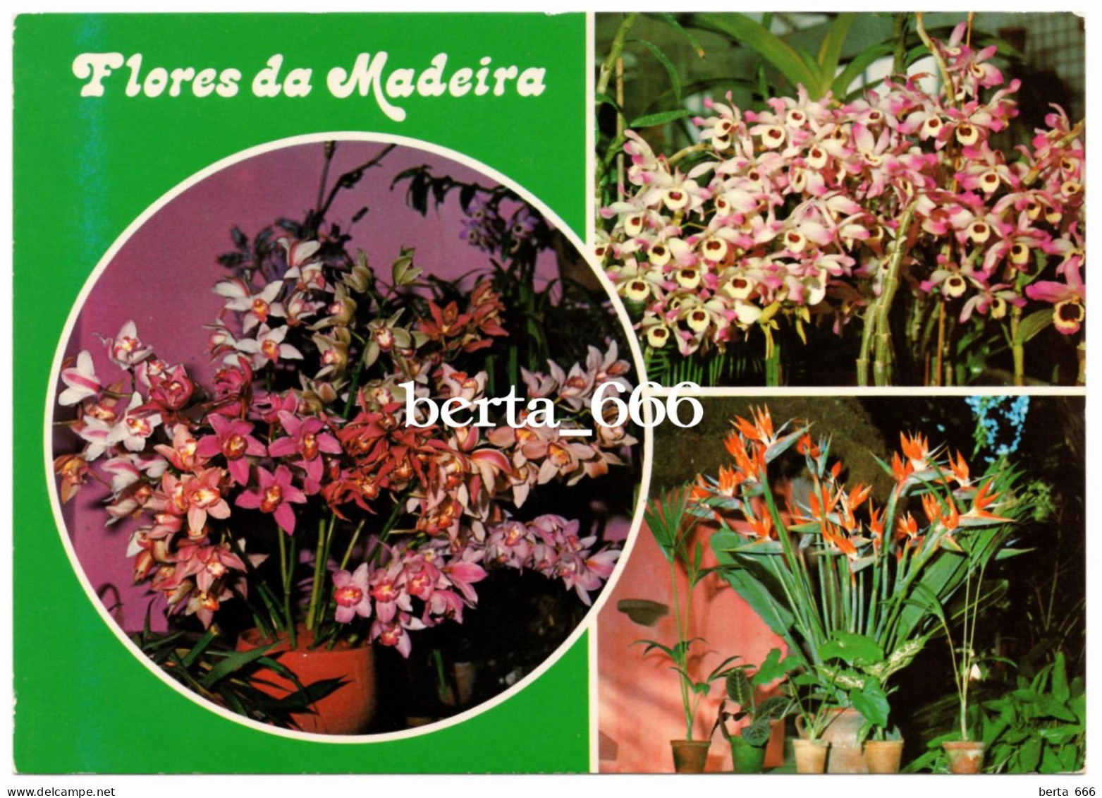 Portugal * Flores Da Madeira * Flowers - Flores