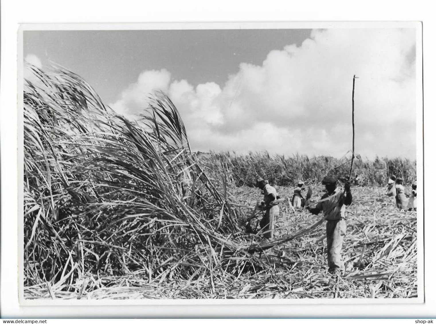 C5098/ Barbados Zuckerrohrernte   Karibik Foto 21 X 14,5 Cm AK 1959 - Sin Clasificación