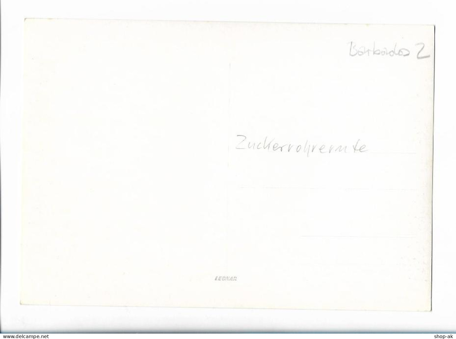 C5098/ Barbados Zuckerrohrernte   Karibik Foto 21 X 14,5 Cm AK 1959 - Non Classés