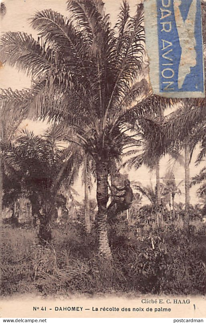 Bénin - La Récolte Des Noix De Palme - Ed. E. C. Haag 41 - Benin