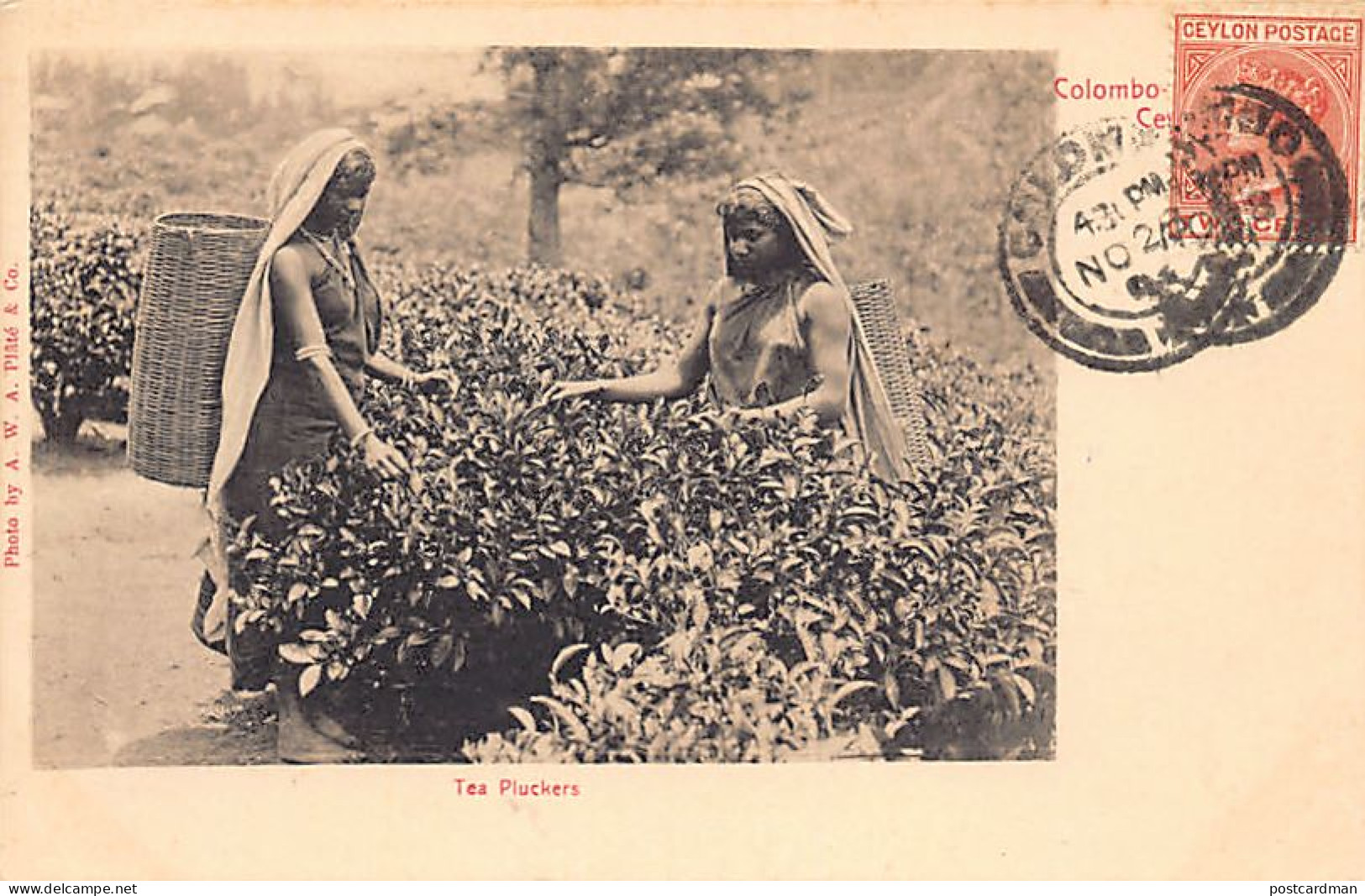 Sri Lanka - Tea Pluckers - Publ. A. W. A. Plâté & Co.  - Sri Lanka (Ceylon)
