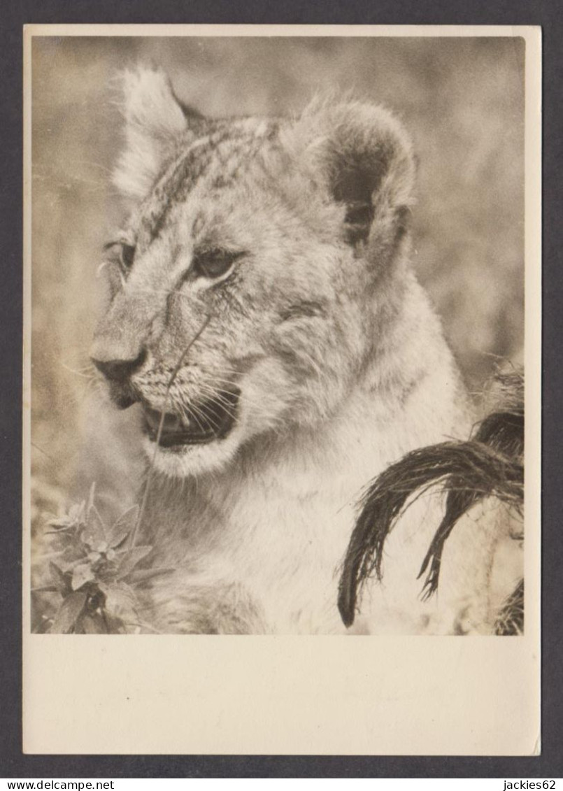 089724/ Lionne, From Kenya - Lions