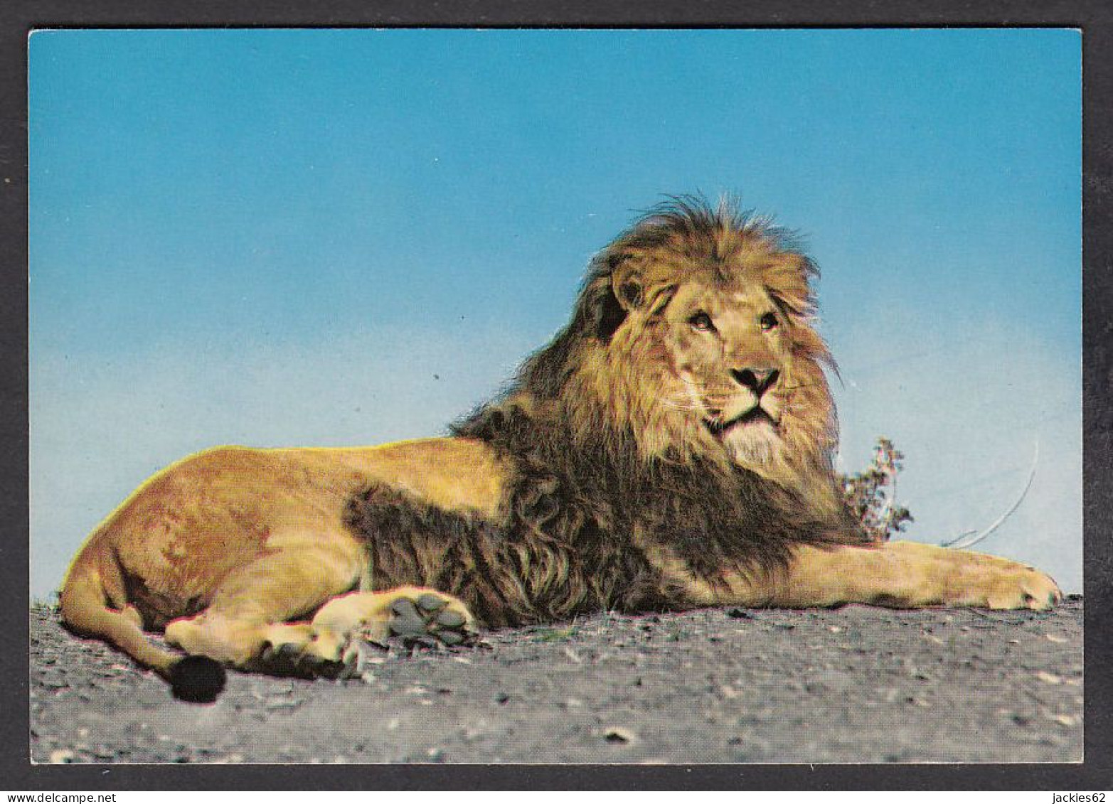 089720/ Lion - Lions