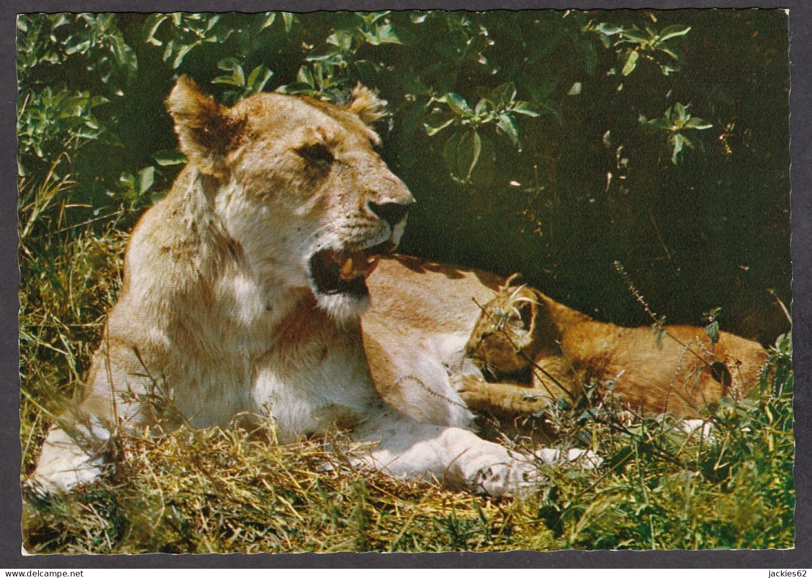 116546/ Lionne - Lions