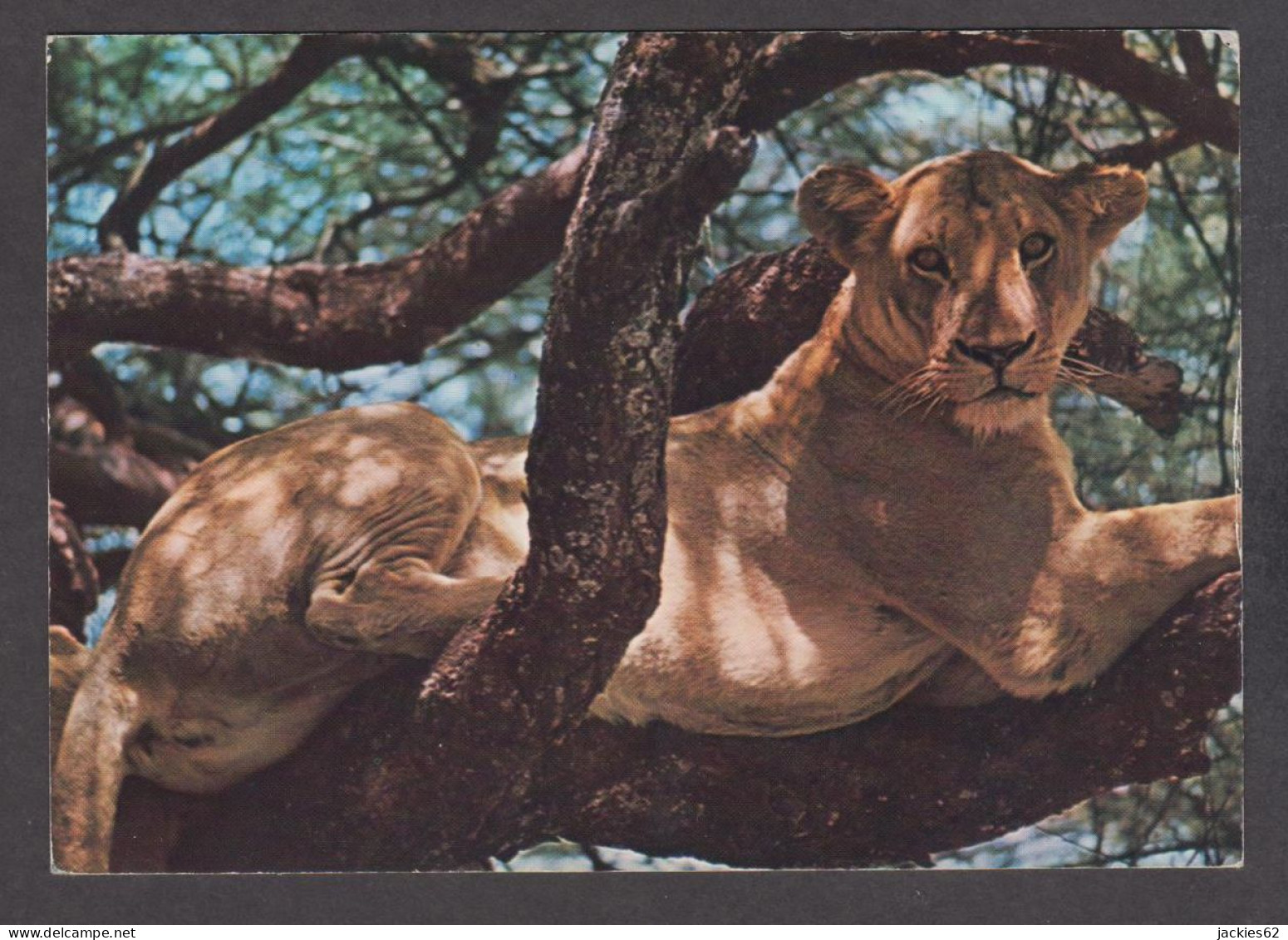 089723/ Lionne, Lion At Lake Manyara - Lions