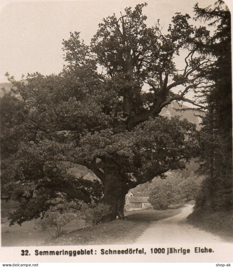 AK-0400/ Semmering Schneedörfel 1000 Jährige Eiche Baum  Stereofoto 1908  - Unclassified