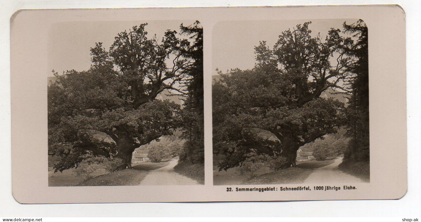 AK-0400/ Semmering Schneedörfel 1000 Jährige Eiche Baum  Stereofoto 1908  - Ohne Zuordnung