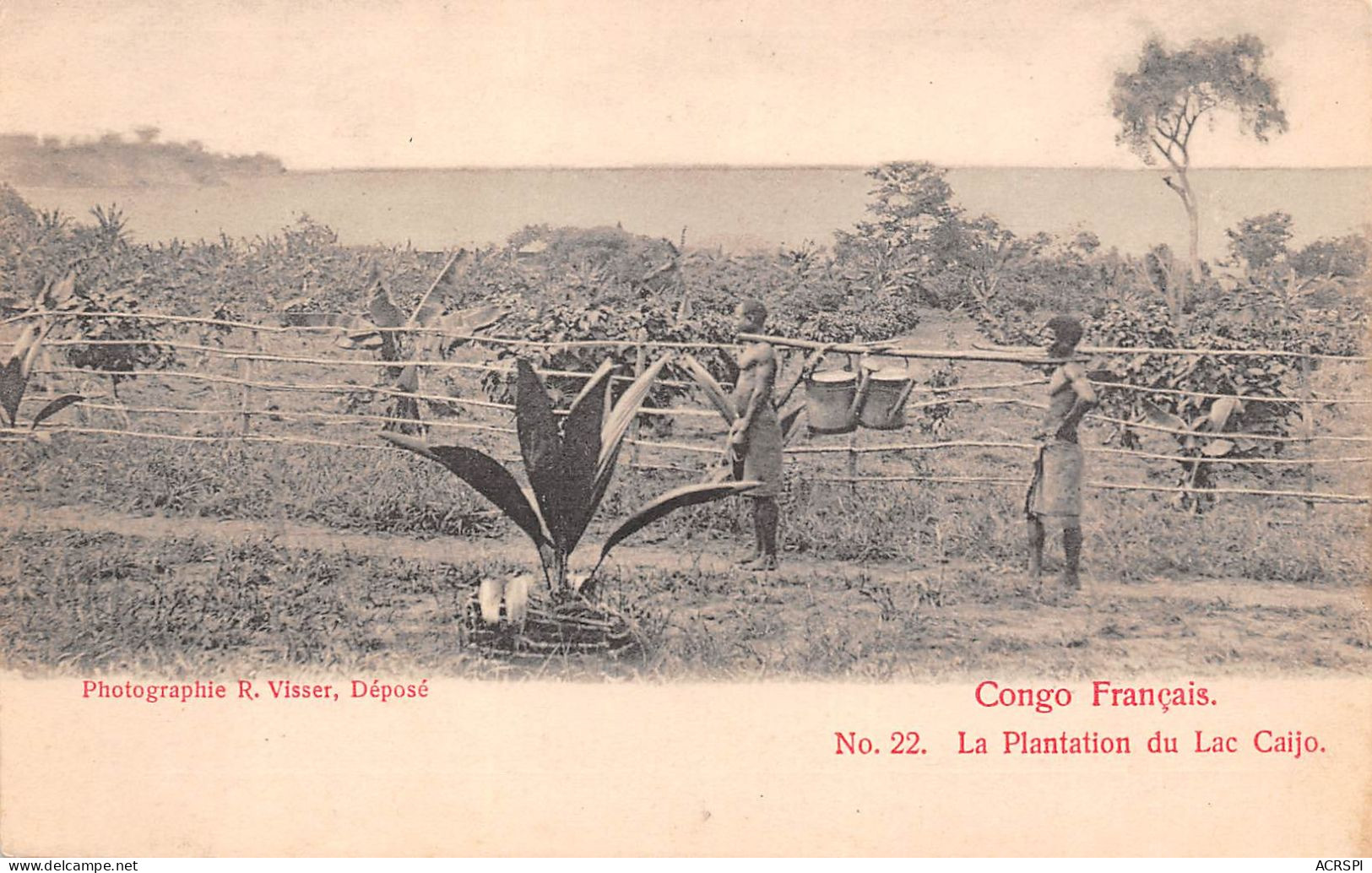 CONGO Français La Plantation Du Lac CAIJO  17 (scan Recto Verso)MA1542BIS - French Congo