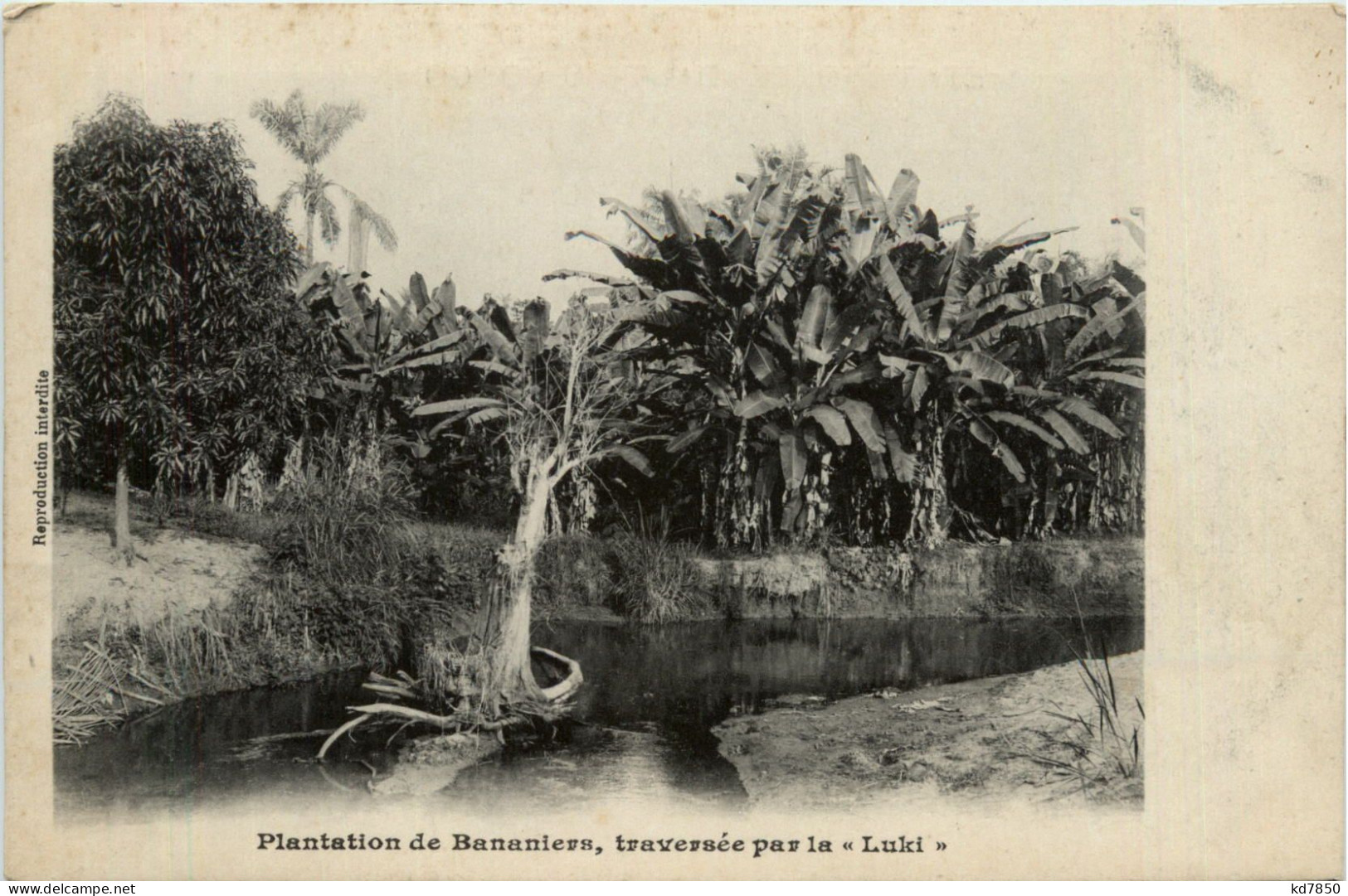 Congo - Plantation De Bananiers - Sonstige & Ohne Zuordnung
