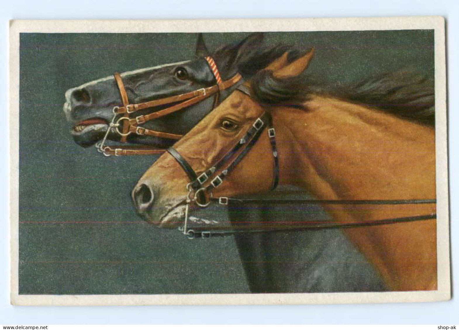 U5958/ Pferde  Pferdekopf Schöne  AK Ca.1912 - Horses