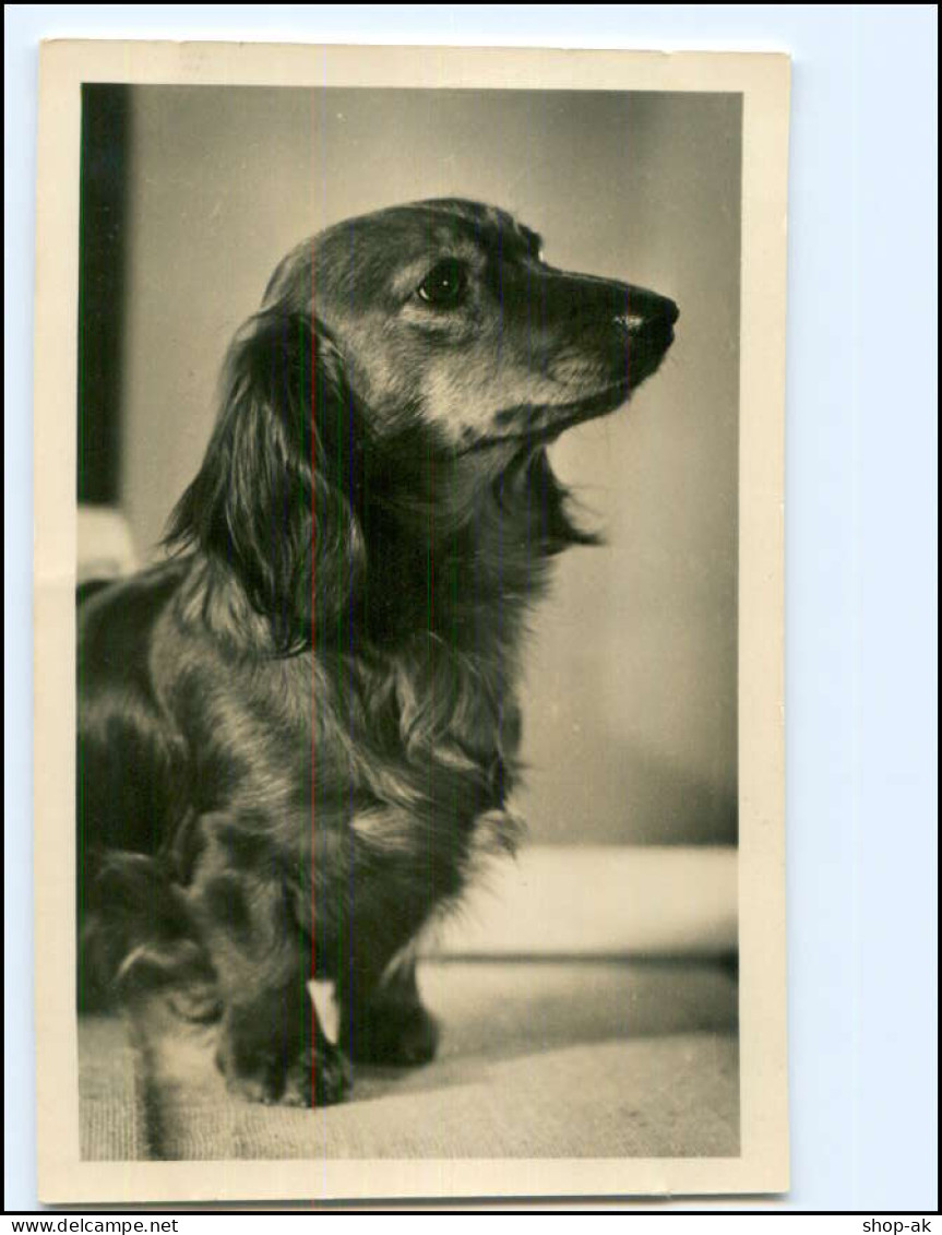 XX002901/ Dackel Schöne Foto AK 1958 - Dogs