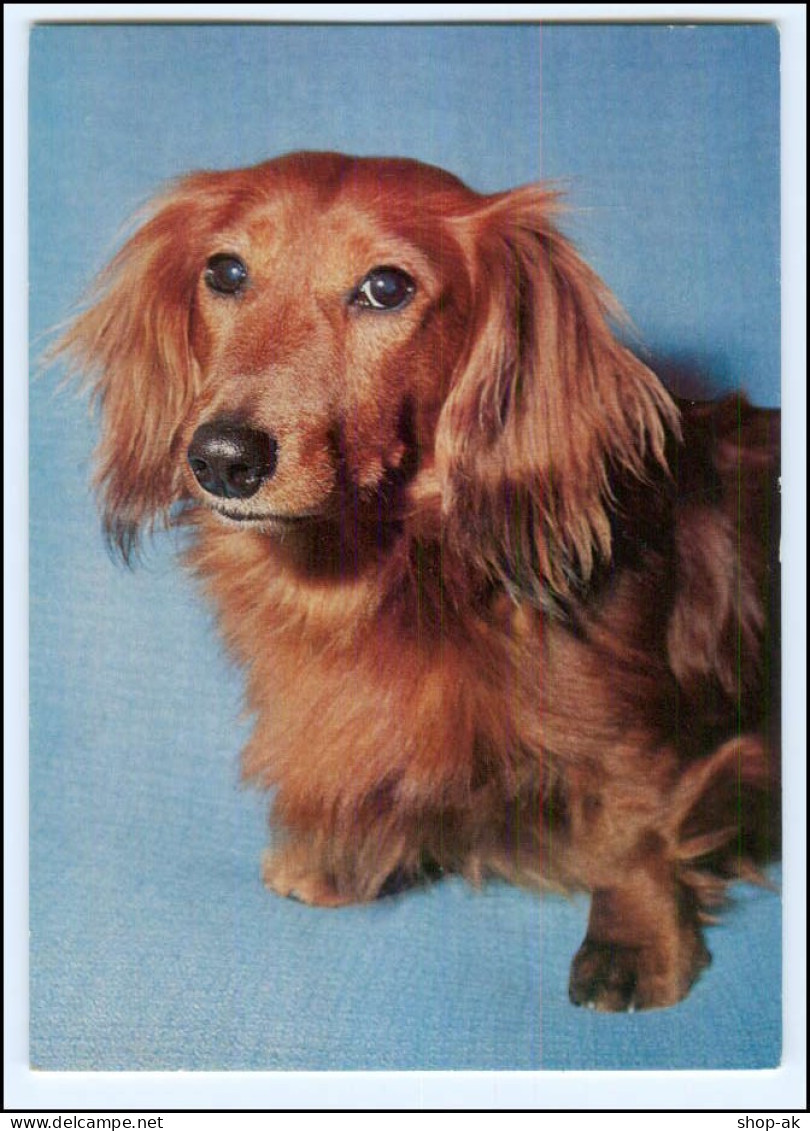 XX002796/ Dackel Dachshund Ak Ca.1965 - Dogs