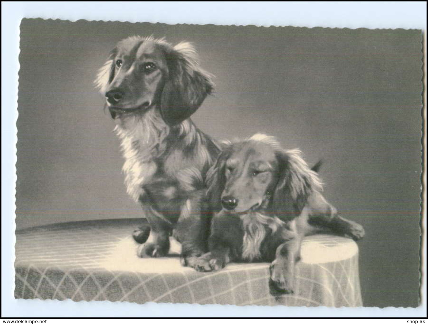 XX002797/ Zwei Dackel Dachshund Ak Ca.1965 - Dogs