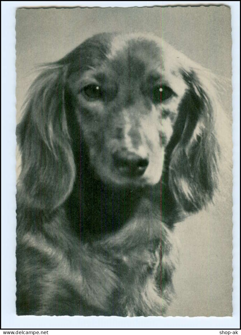 XX002763/ Dackel Dachshund AK Ca.1960 - Dogs