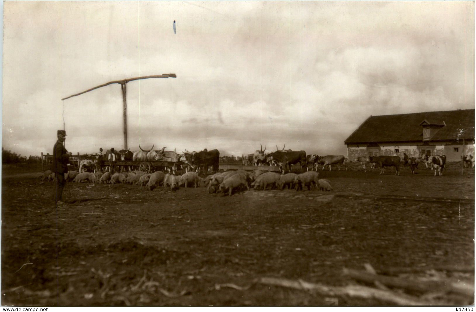 Hungary - An Der Tränke - Ungarn