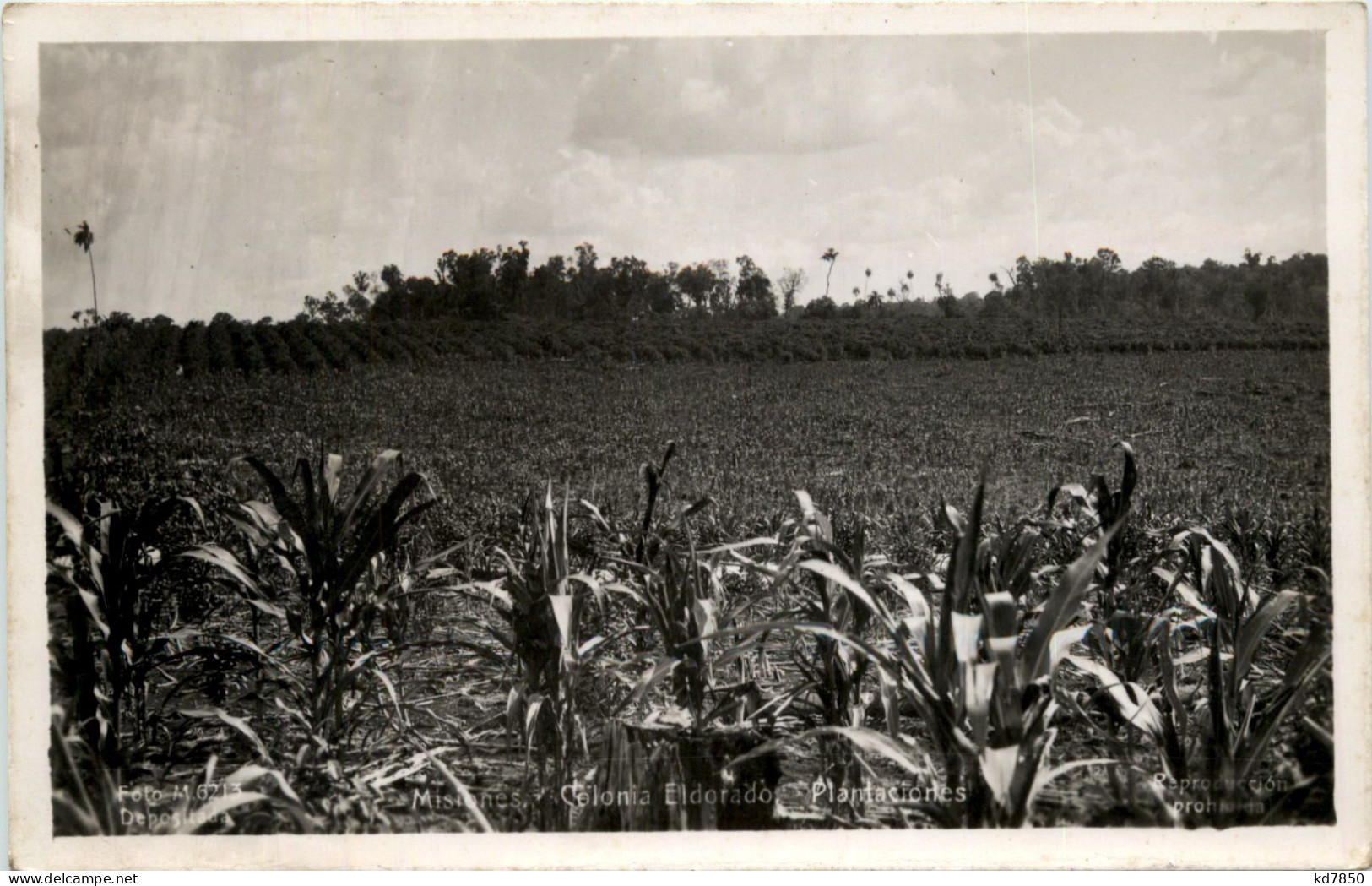 Misiones Colonia Eldorado - Altri & Non Classificati