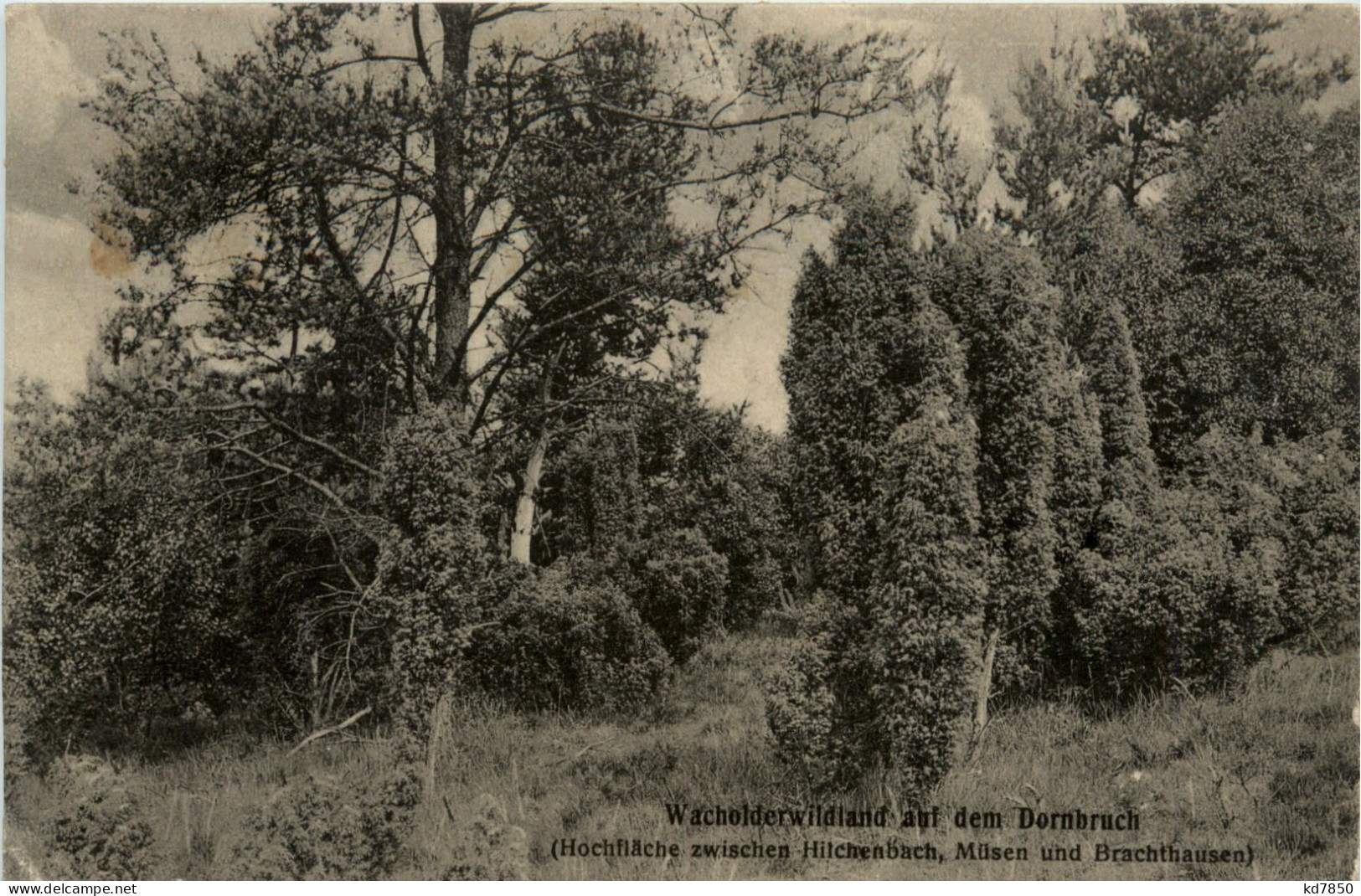 Wacholderwildland Auf Dem Dornbruch Zwischen Hilchenbach Müsen Und Brachthausen - Olpe