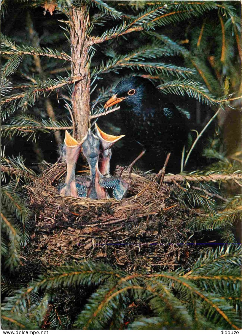 Animaux - Oiseaux - Merles Noir - Amseln - Blackbirds - Turdus Merula L - Nid - Oisillons - CPM - Voir Scans Recto-Verso - Oiseaux