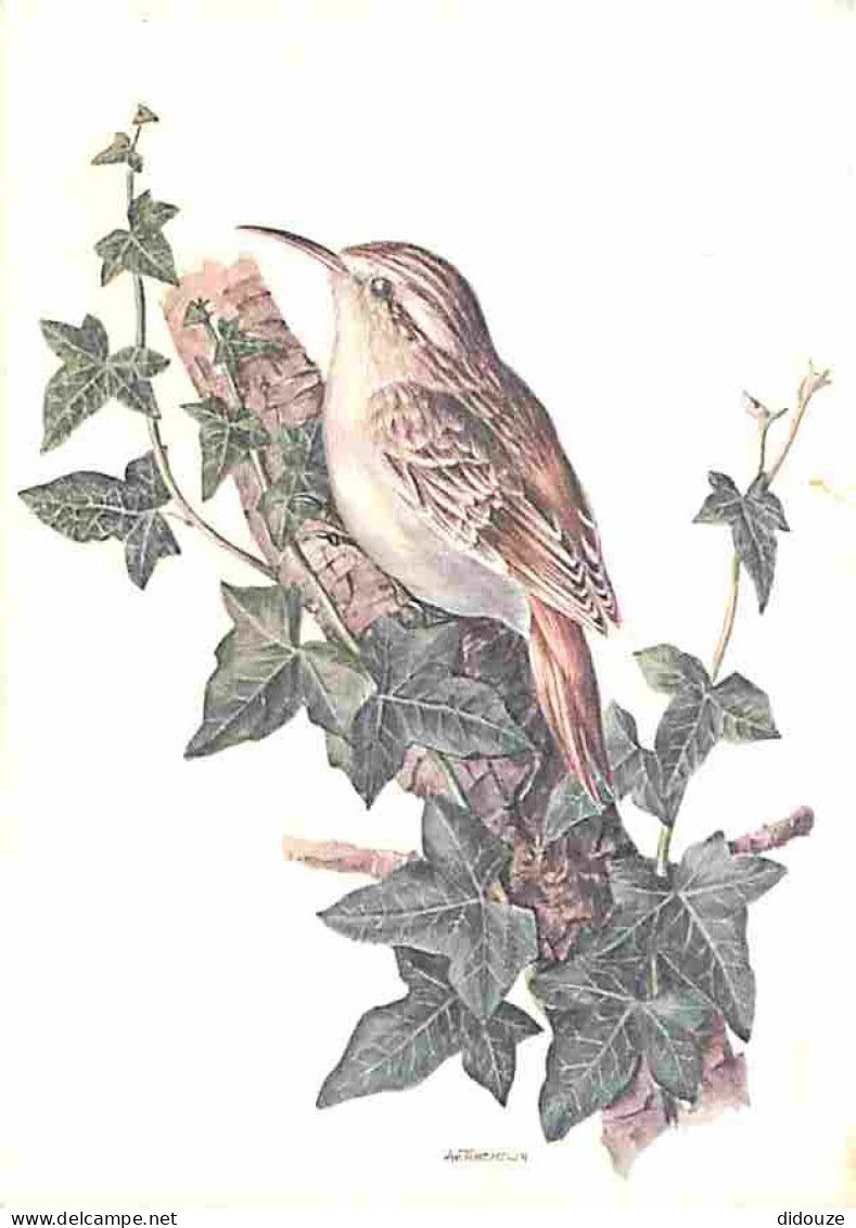 Animaux - Oiseaux - Grimpereau Des Bois - Dessin - CPM - Voir Scans Recto-Verso - Oiseaux