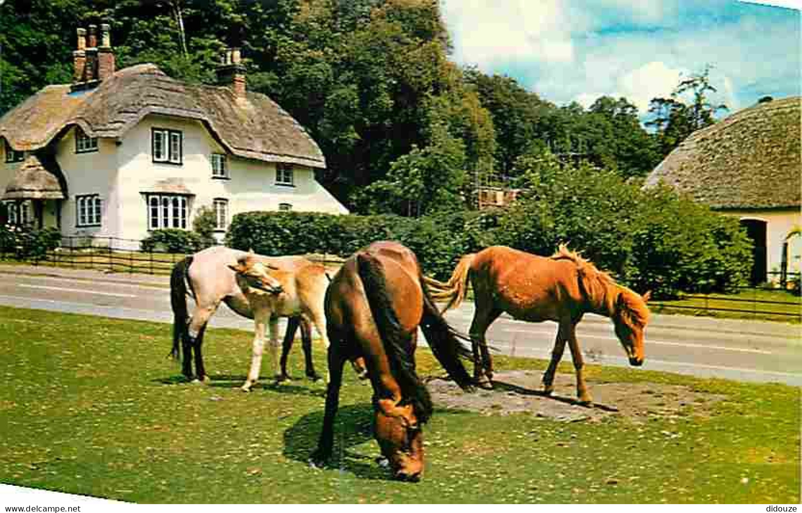 Animaux - Chevaux - Royaume-Uni - The New Forest Ponies - Poneys - CPM - UK - Voir Scans Recto-Verso - Chevaux