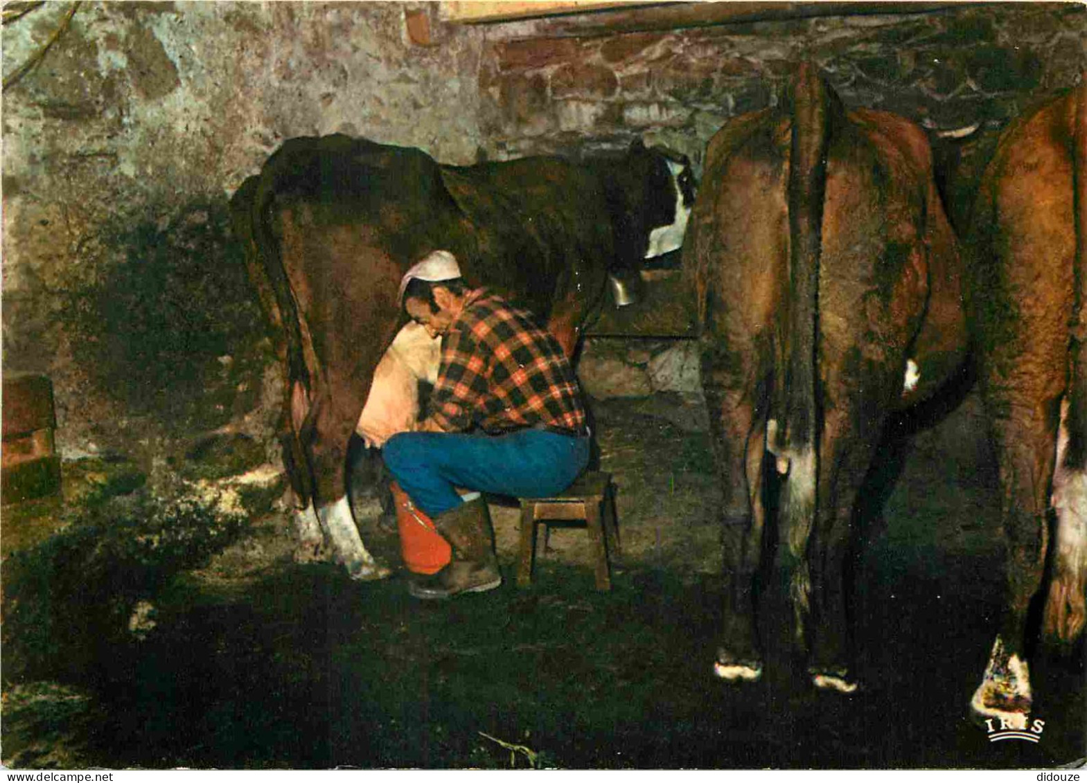 Animaux - Vaches - Heure De La Traite Dans L'étable - CPM - Carte Neuve - Voir Scans Recto-Verso - Cows