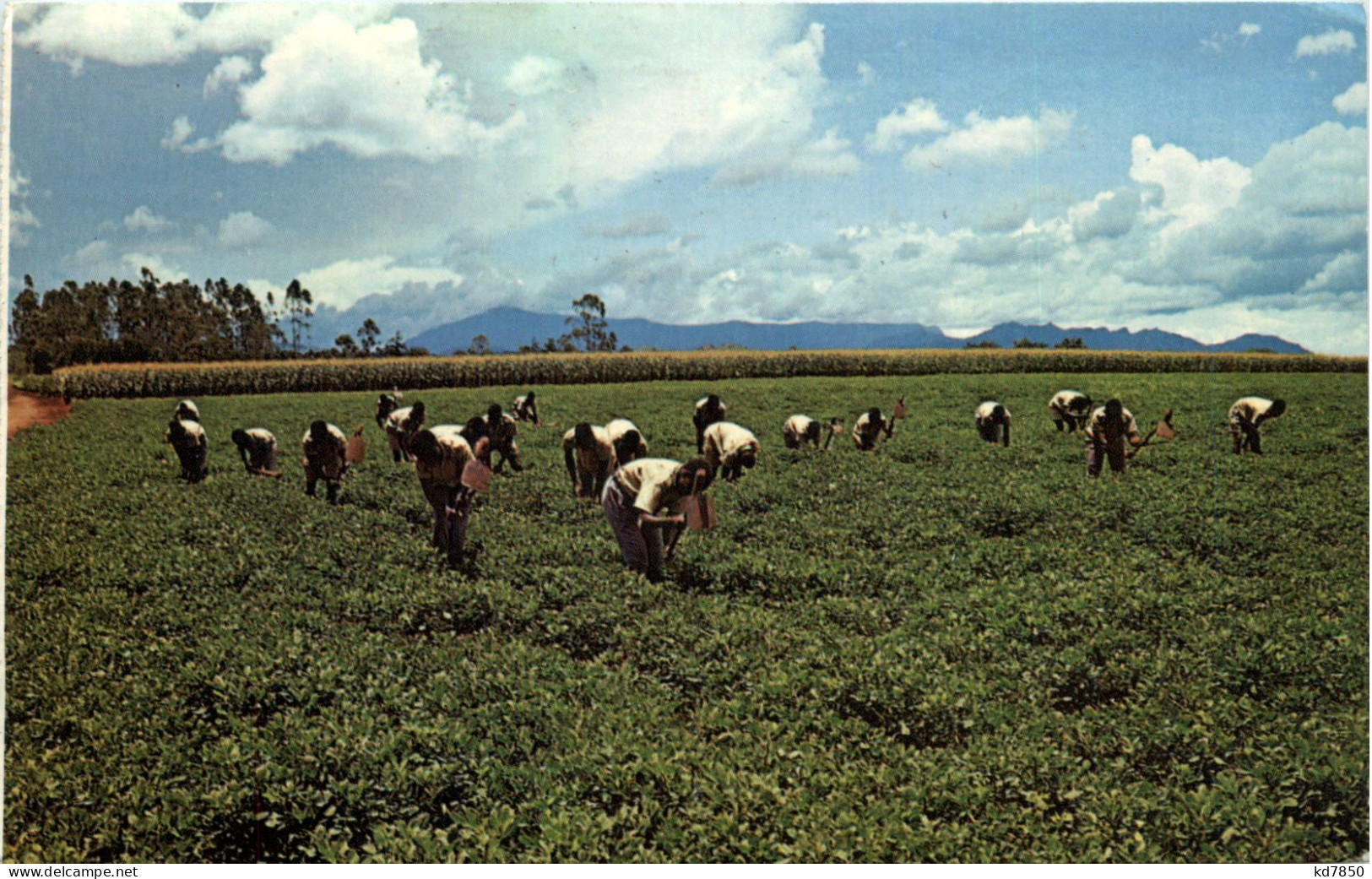 Malawi - Weeding Ground Nuts At Nasawa - Unclassified