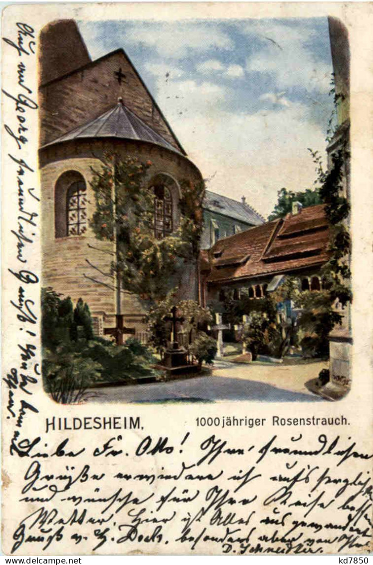 Hildesheim, 1000 Jähriger Rosenstrauch - Hildesheim