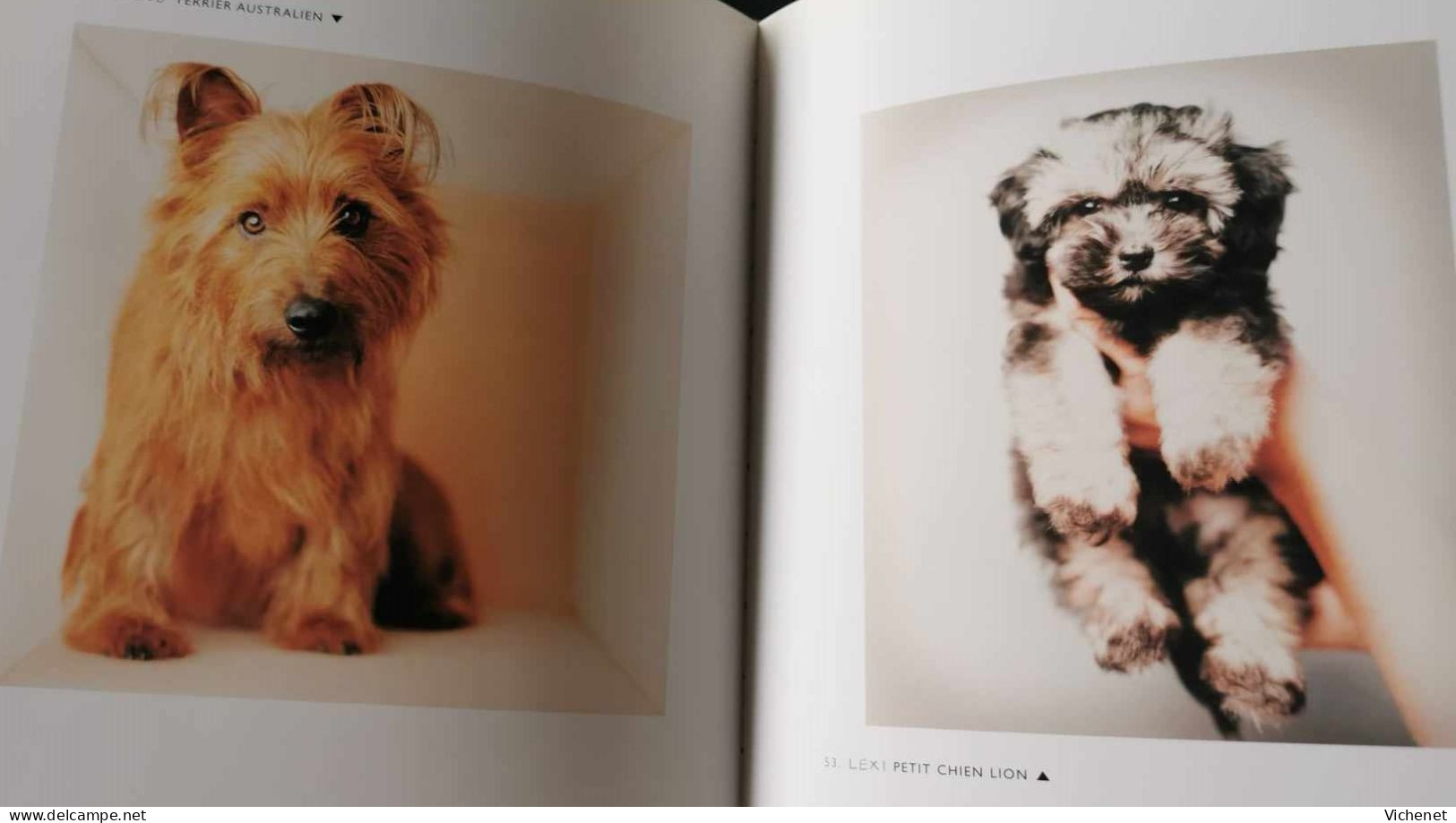 Rachael Hale - Gueules De Chiens - Photographies - Kunst