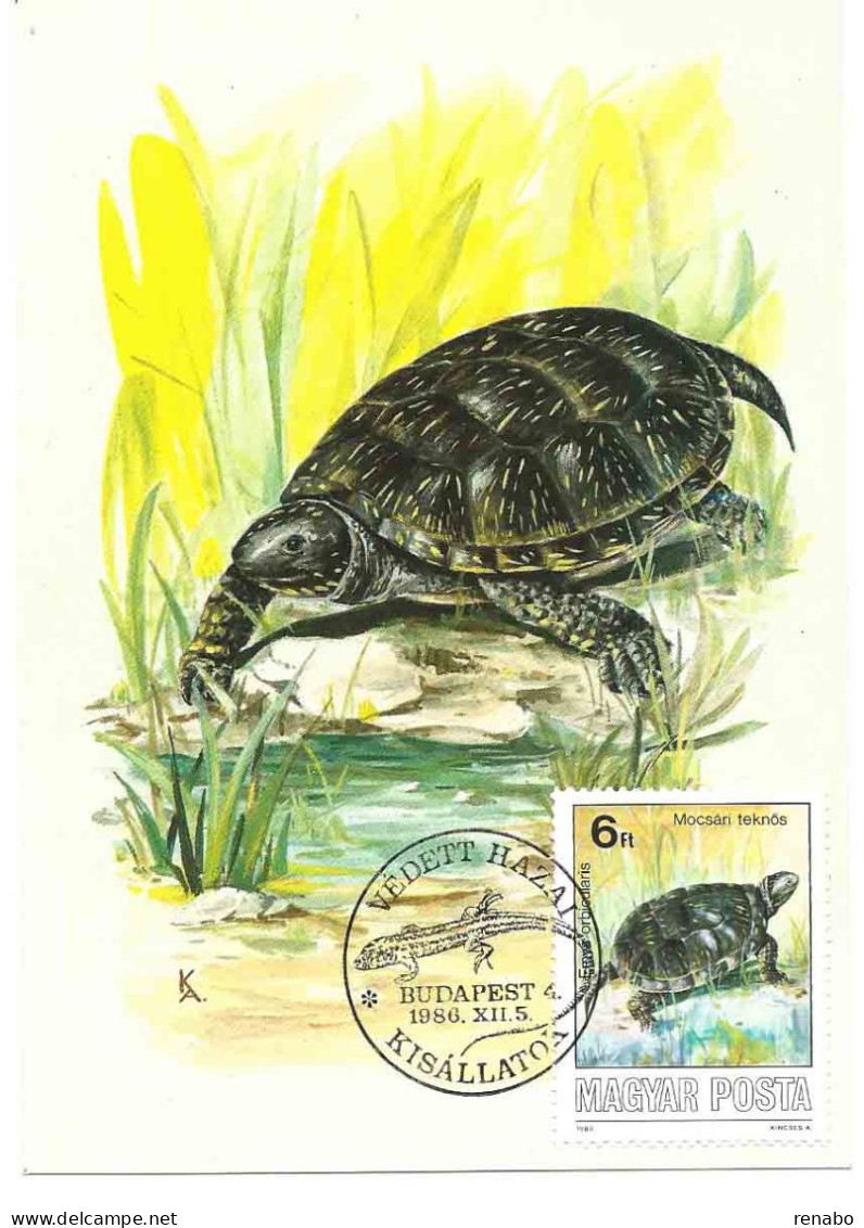 Ungheria, Hungary 1986 ; Maximum Card . Tartaruga, Schildkröte, Tortoise .Testuggini, Schildkröten, Tortoises - Tortues
