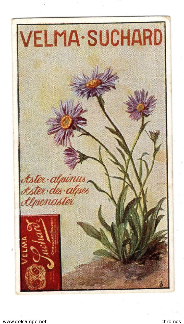 Chromo Chocolat Suchard, S 194 / 3, Serie Fleurs Des Alpes - Suchard