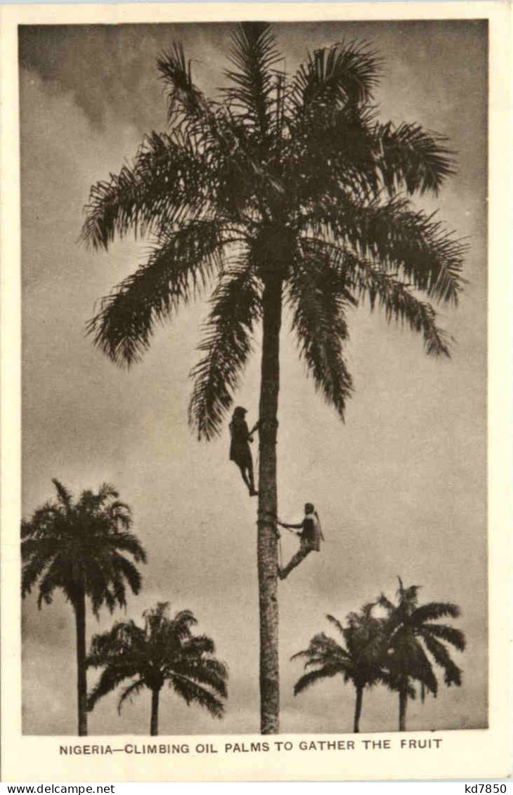 Nigeria - Climbing Oil Palms - Nigeria