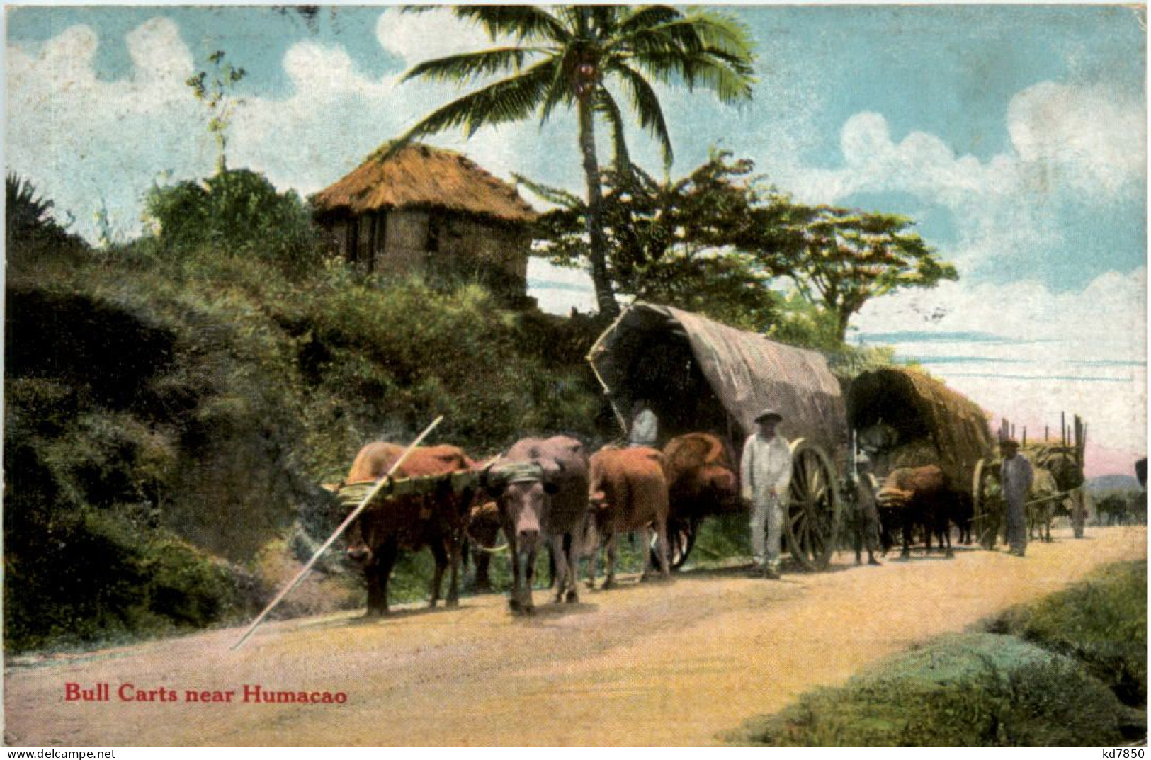 Puerto Rico - Bull Carts Near Humacao - Puerto Rico